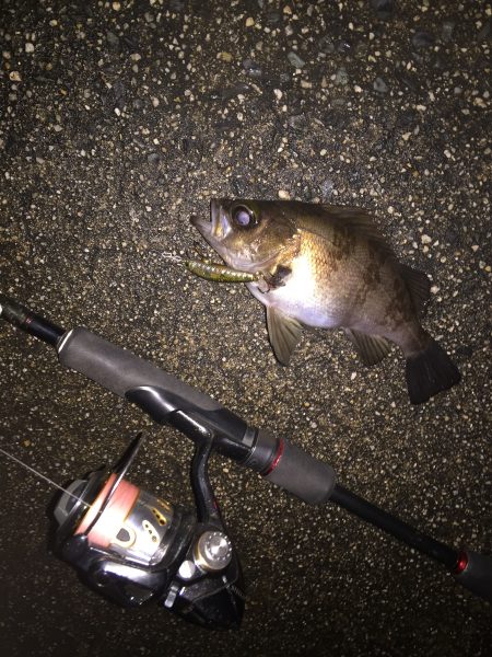 渋いライト釣行